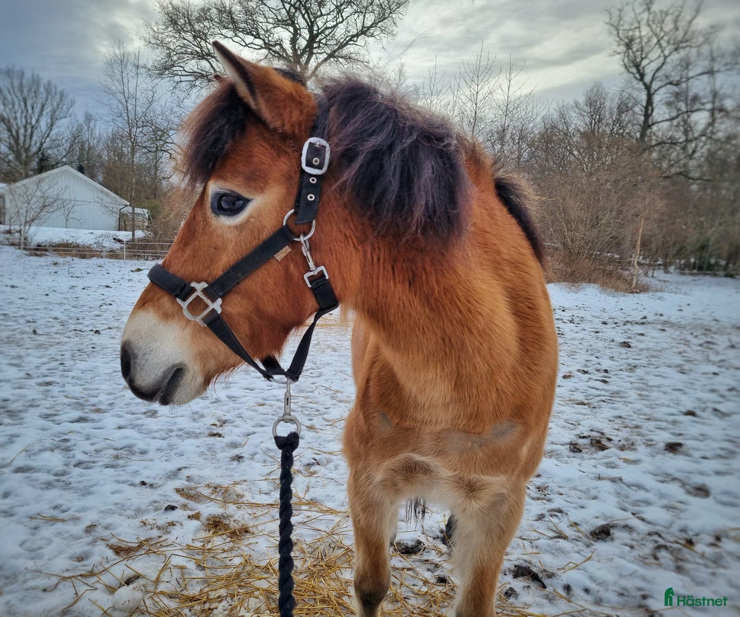 Allround hästar till salu: Diplomsto– russ-sto 130 cm, allround & hjärtevän i Sturkö - Annons 1
