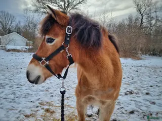 hästar Diplomsto– russ-sto 130 cm, allround & hjärtevän i Sturkö - Annons 9