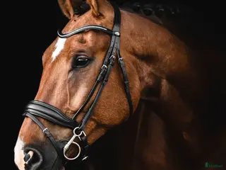 Träns hästutrustning till salu: Mörkbrunt Lippo Integro träns - Annons 2