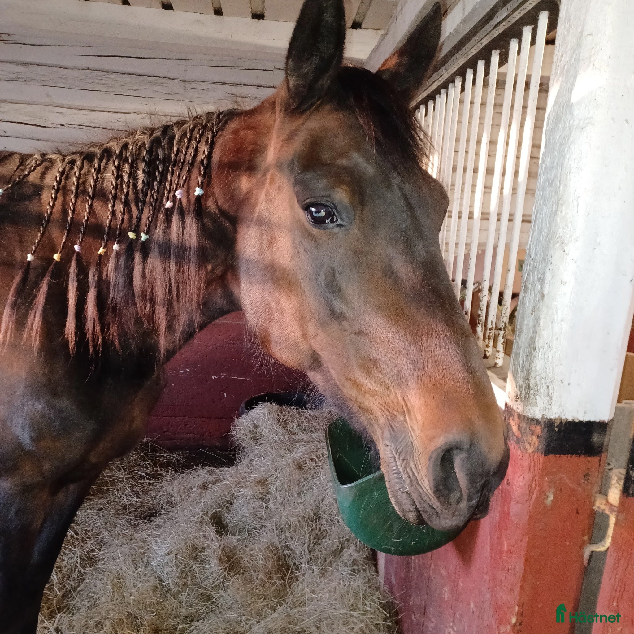  hästar Fd travare säljes som ridhäst  - Annons 5