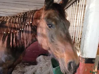 hästar Fd travare säljes som ridhäst - Annons 5