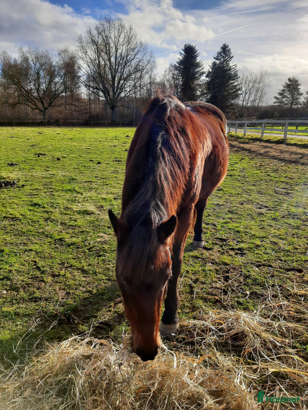 Allround hästar till salu: D-ponny med storhäst-känsla - Annons 4
