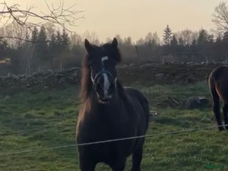 hästar i Tingsryd - Annons 4