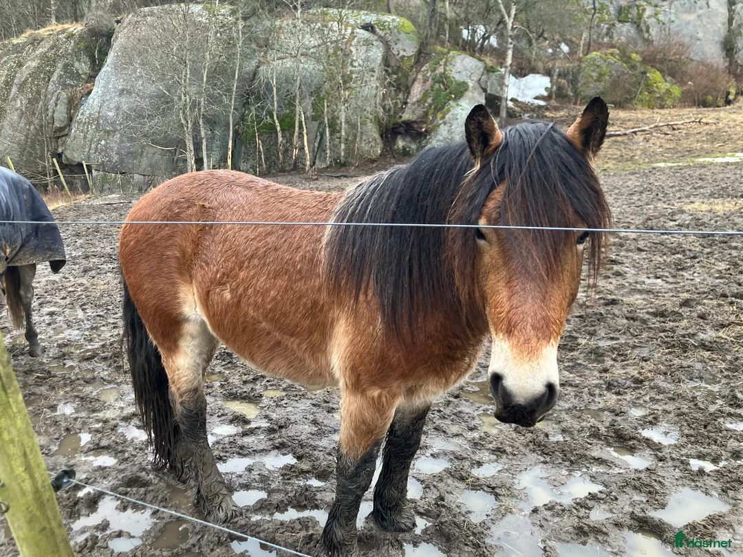 Körning hästar till salu: Trevlig nordsvensk säljes - Annons 1