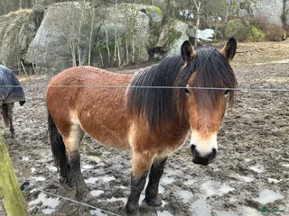 hästar Trevlig nordsvensk säljes - Annons 7
