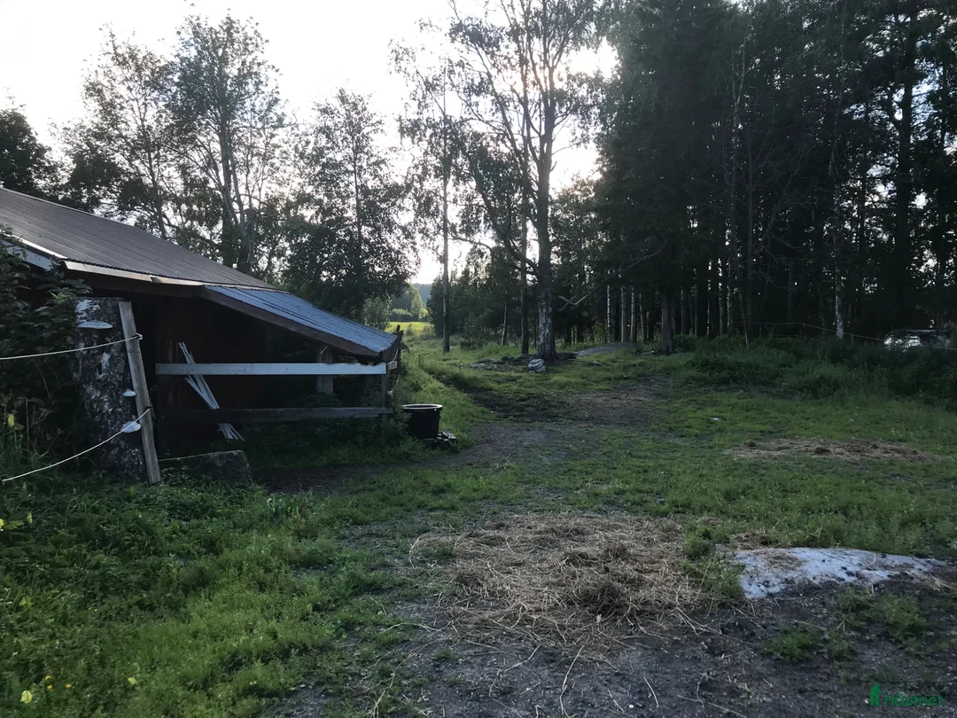  stallplats finnes: Lösdrift plats skogshage Umeå - Annons 2