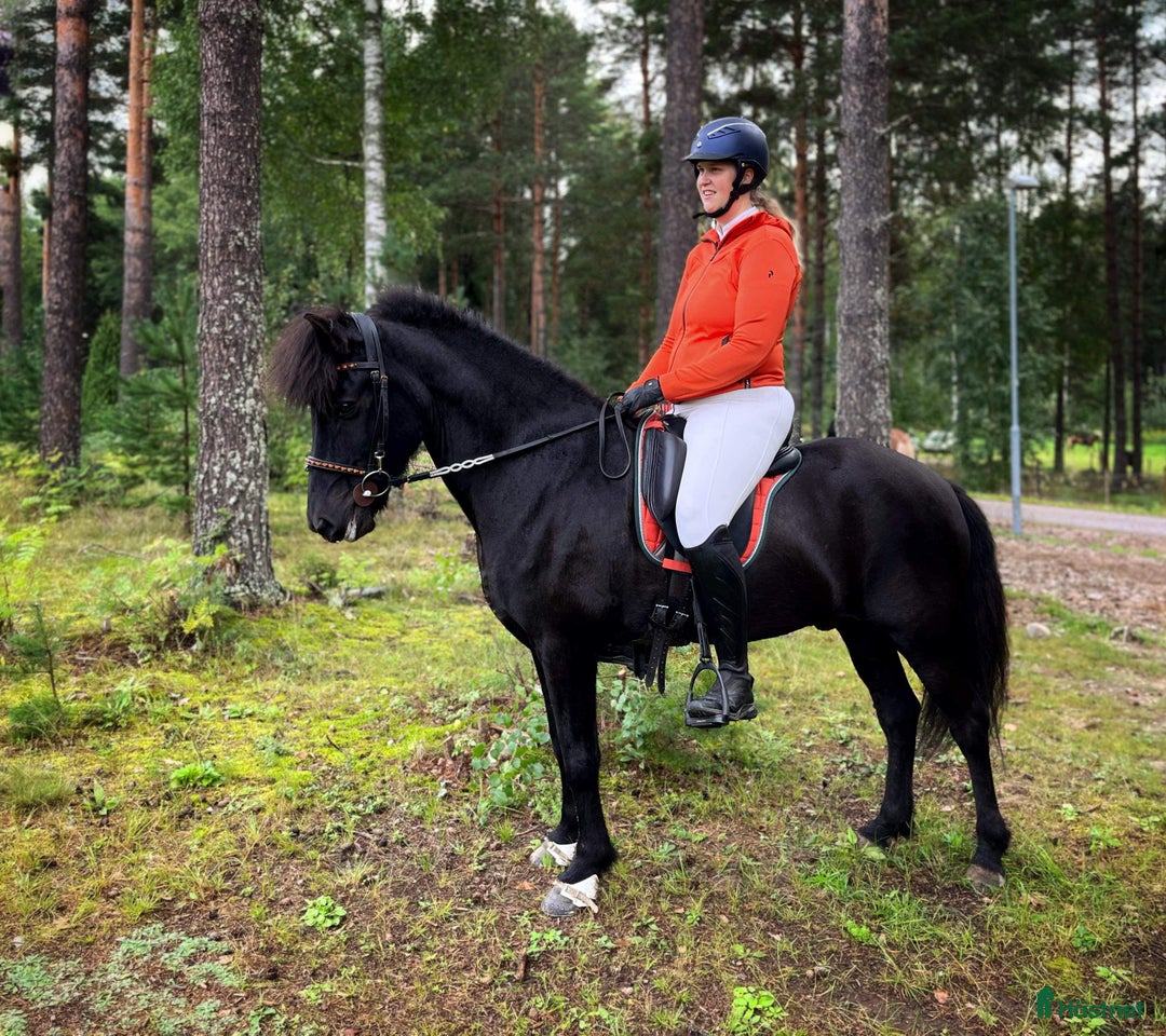 Island hästar till salu: Blickfångare i Sandviken - Bild 7