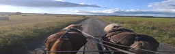 Körvagnar körning till salu: Vagn för ponny - Annons 5
