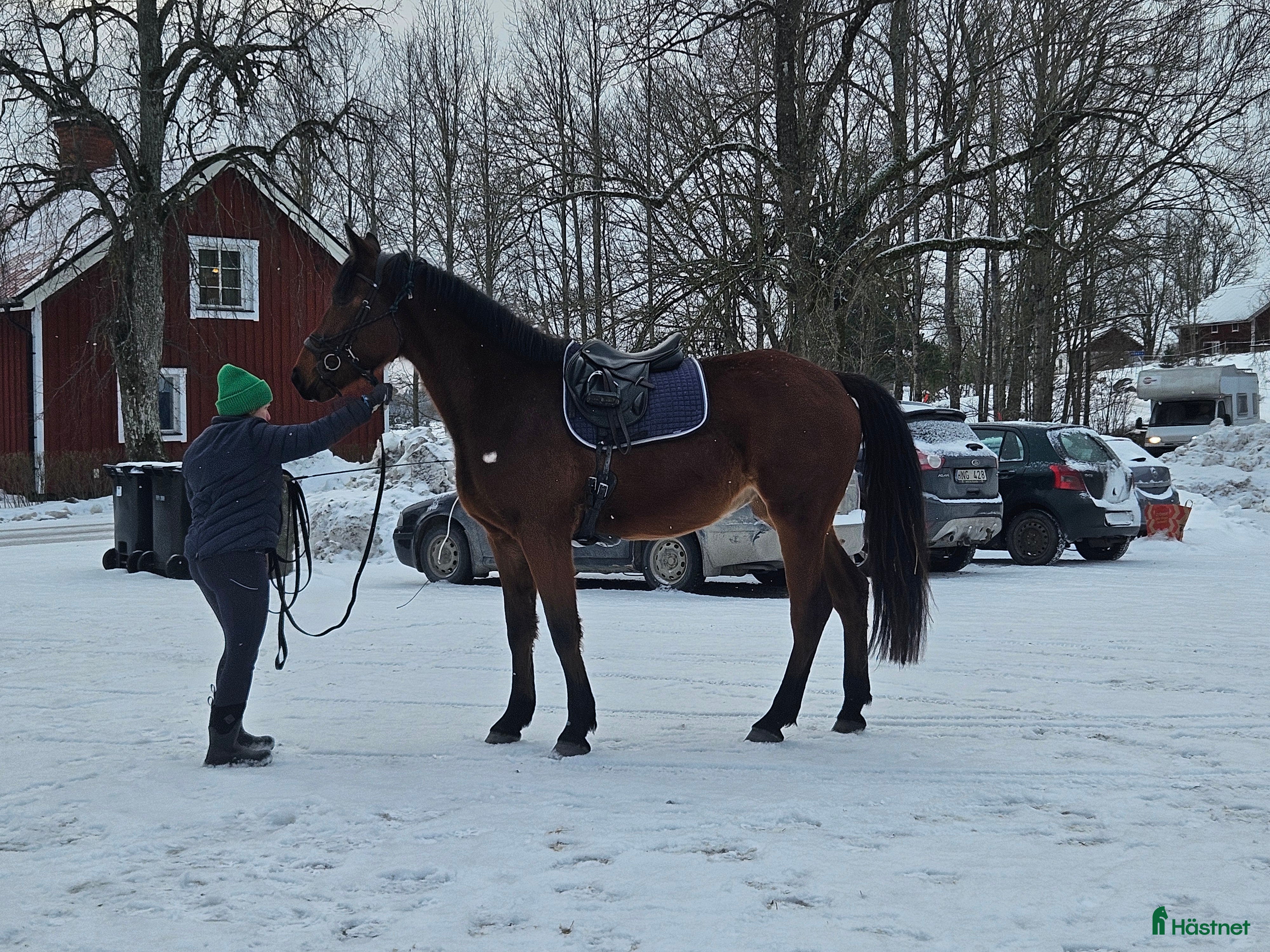  hästar Hoppstammat sto f-23 säljes/bytes i Alunda - Annons 11