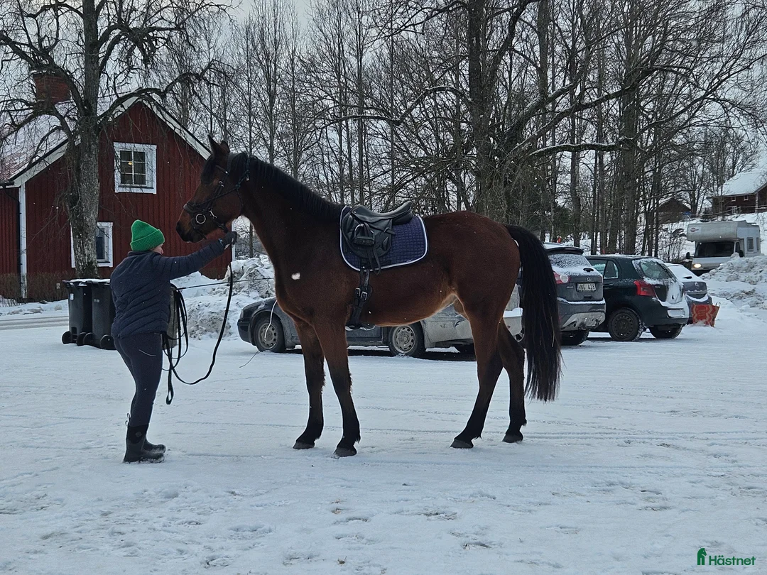 Hoppning hästar till salu: Hoppstammat sto f-23 säljes/bytes i Alunda - Annons 1