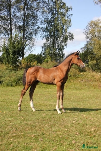 Hoppning hästar till salu: Morgondagens ⭐️ i Ljungby - Annons 1