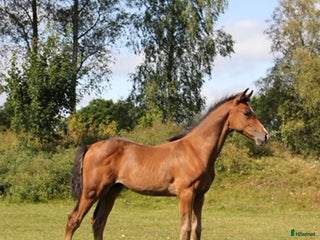 Hoppning hästar till salu: Morgondagens ⭐️ i Ljungby - Annons 1