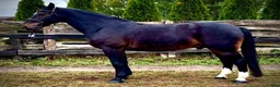 Allround hästar till salu: Rexon–10yo|170 Silesian Gelding|Family Horse - Annons 13