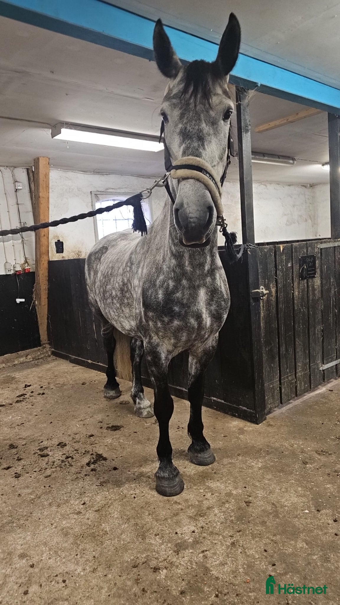  hästar Frieserkorsning - Annons 3