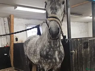 hästar Frieserkorsning - Annons 3