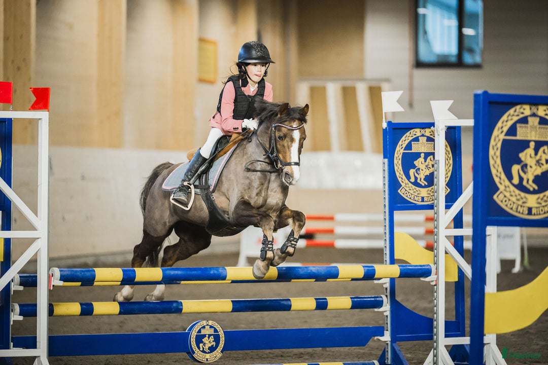 Allround hästar till salu: Fantastiskt fin läromästare B-ponny  i Luleå - Annons 1