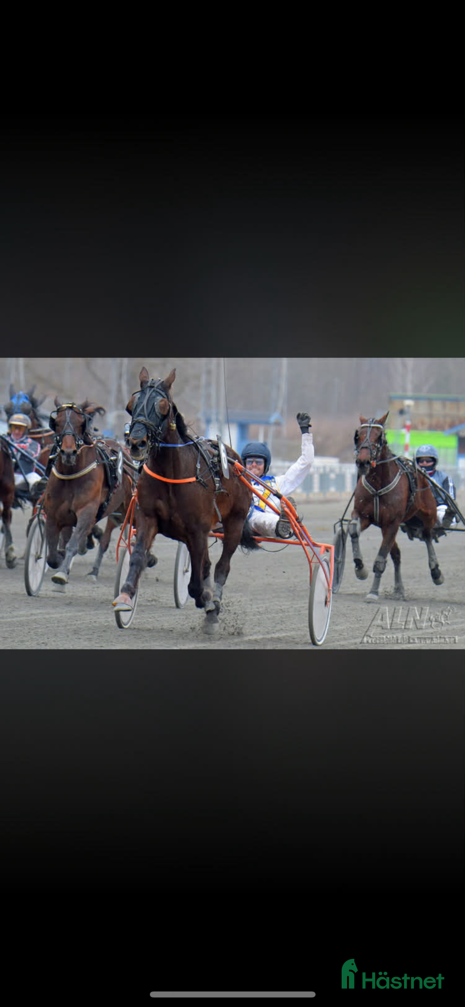  hästar Starthäst/hobbyhäst - Annons 1