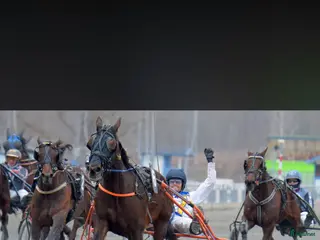 hästar Starthäst/hobbyhäst - Annons 1