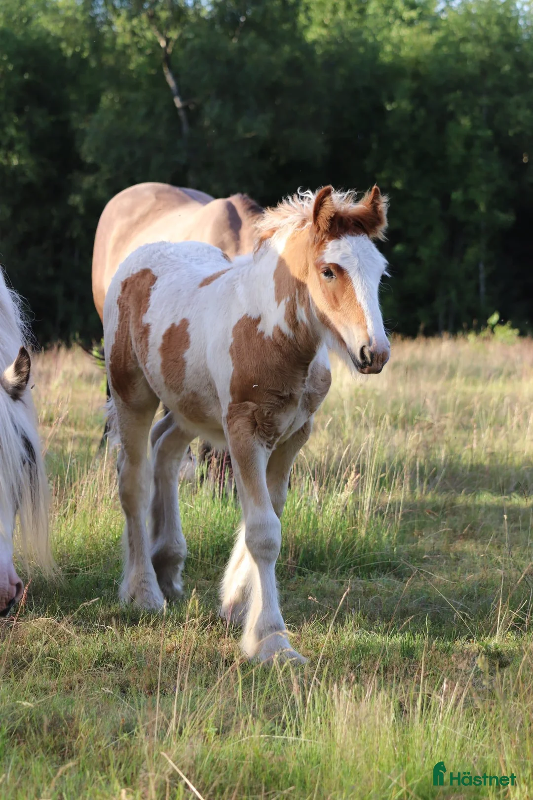 Allround hästar till salu: Trevligt Irish Cob hingstföl - Annons 1