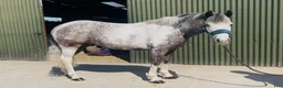 Allround hästar till salu: 6yo gelding 128cm - Annons 3