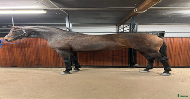  hästar Tävlings- & träningskompis, röntgad och besiktigad i Vännäs - Annons 14