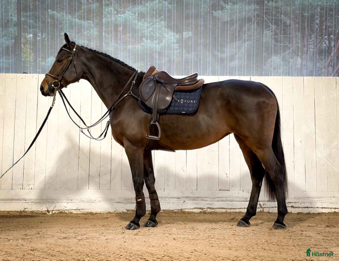 Hoppning hästar till salu: Sto med mycket motor i Kungsängen - Annons 2