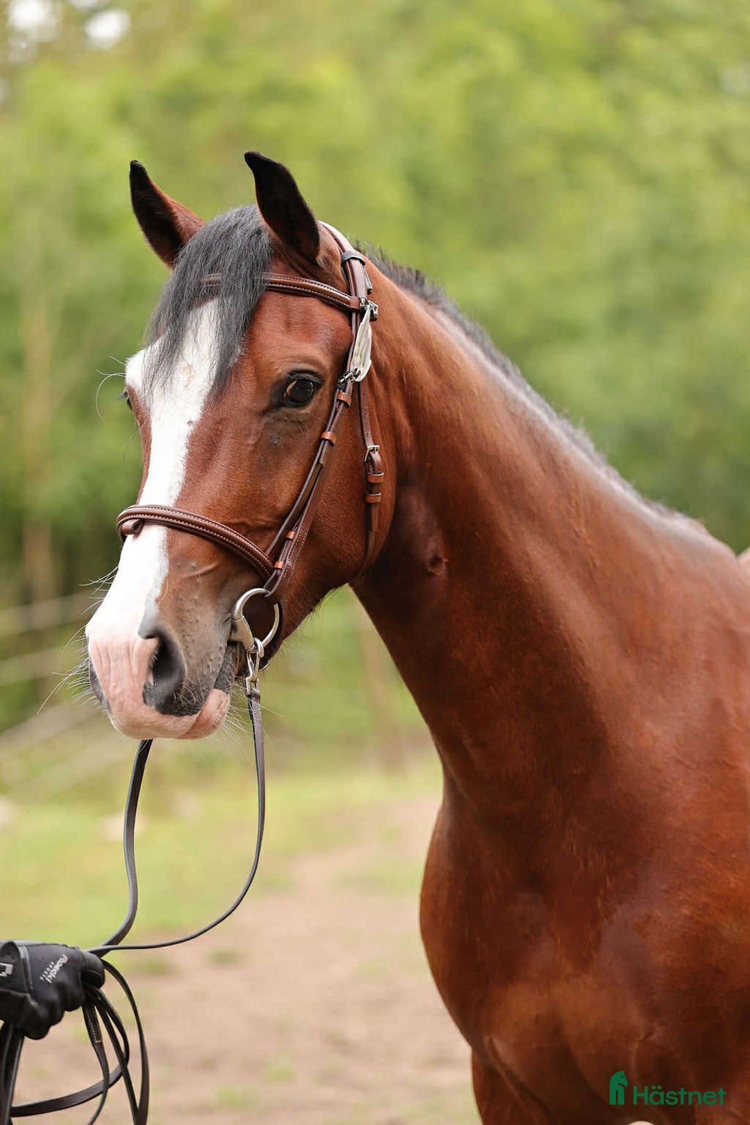 Allround hästar till salu: 3-årig hopptalang med bra gångarter!  i Hjo - Annons 2