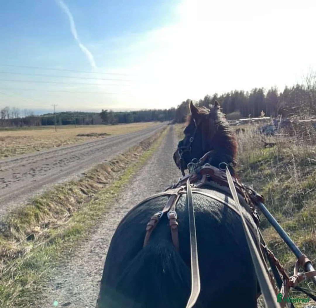  stallplats finnes: Stall med bra rid/körvägar, lång utevistelse i Tungelsta - Annons 8