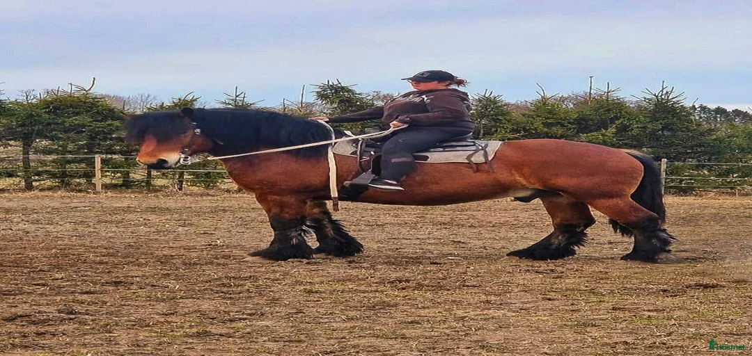 Galleribild {{count}}