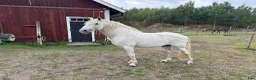 Avelshästar hästar till salu: PRE-hingst söker hem för avel och ett gott hästliv - Annons 2