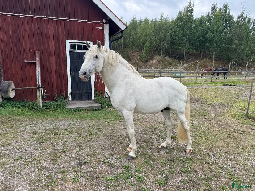 Avelshästar hästar till salu: PRE-hingst söker hem för avel och ett gott hästliv - Annons 2