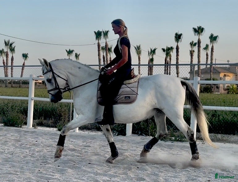  hästar 🦄9-årigt allround sto🦄 - Annons 1