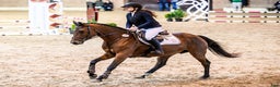 Hoppning hästar till salu: Fearless mare for showjumping! i Ekerö - Annons 2
