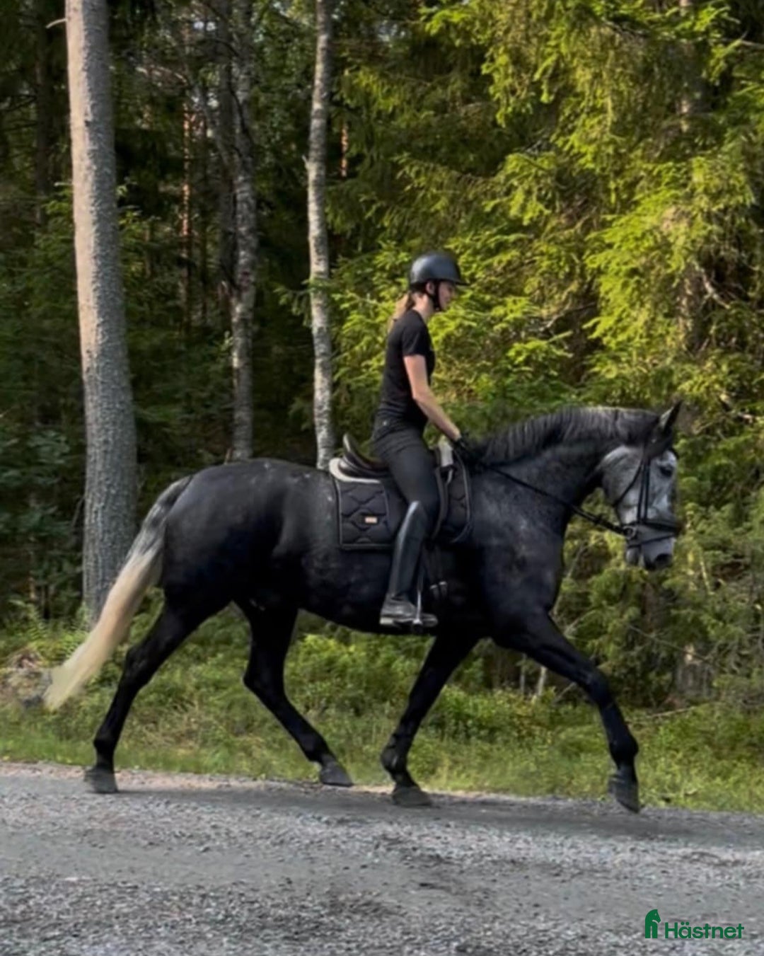 Dressyr hästar till salu: Fantastisk 7-årig PRE-valack till salu ✨  i Bergshamra - Annons 1