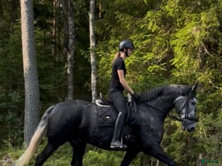 hästar Fantastisk 7-årig PRE-valack till salu ✨ i Bergshamra - Annons 14