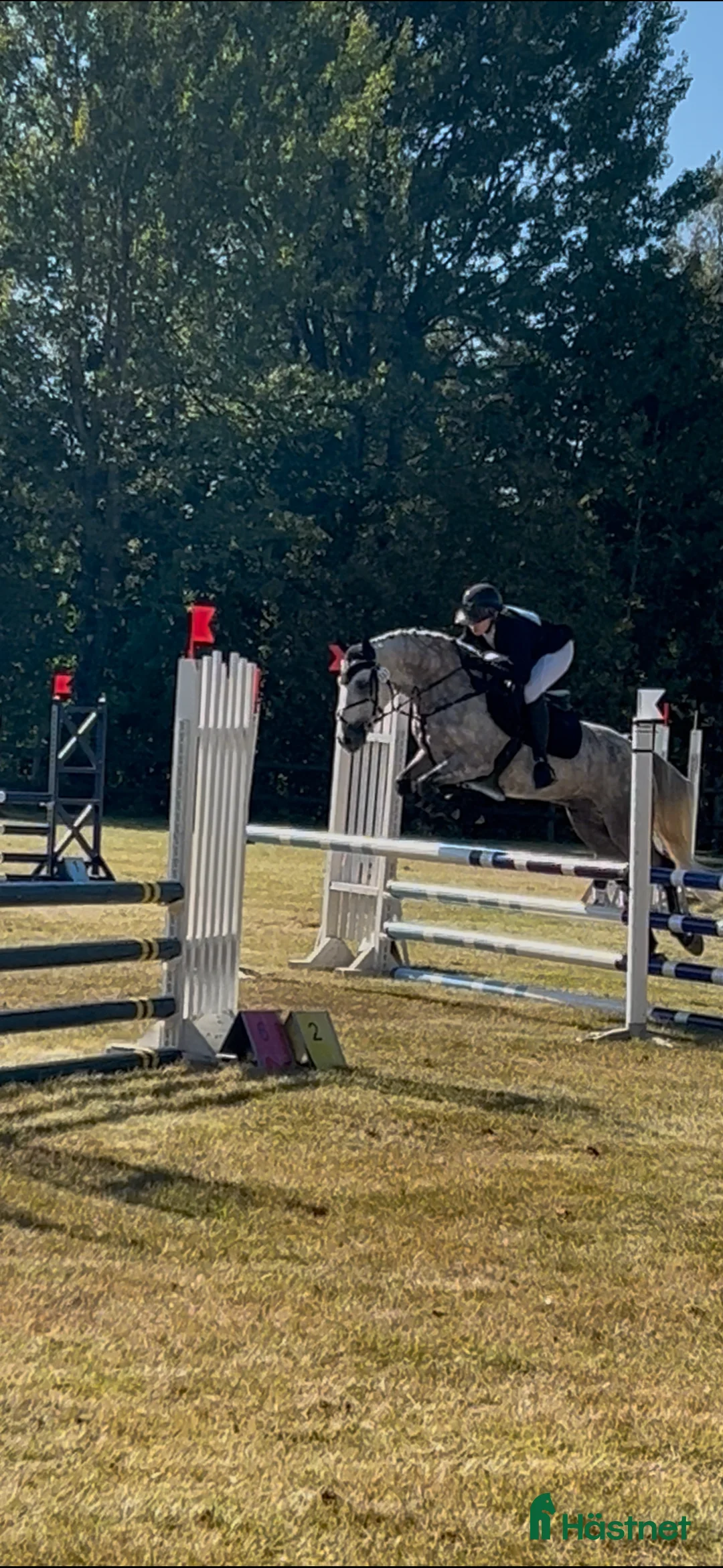 Allround hästar till salu: Drömponny inom valfri gren - Annons 4