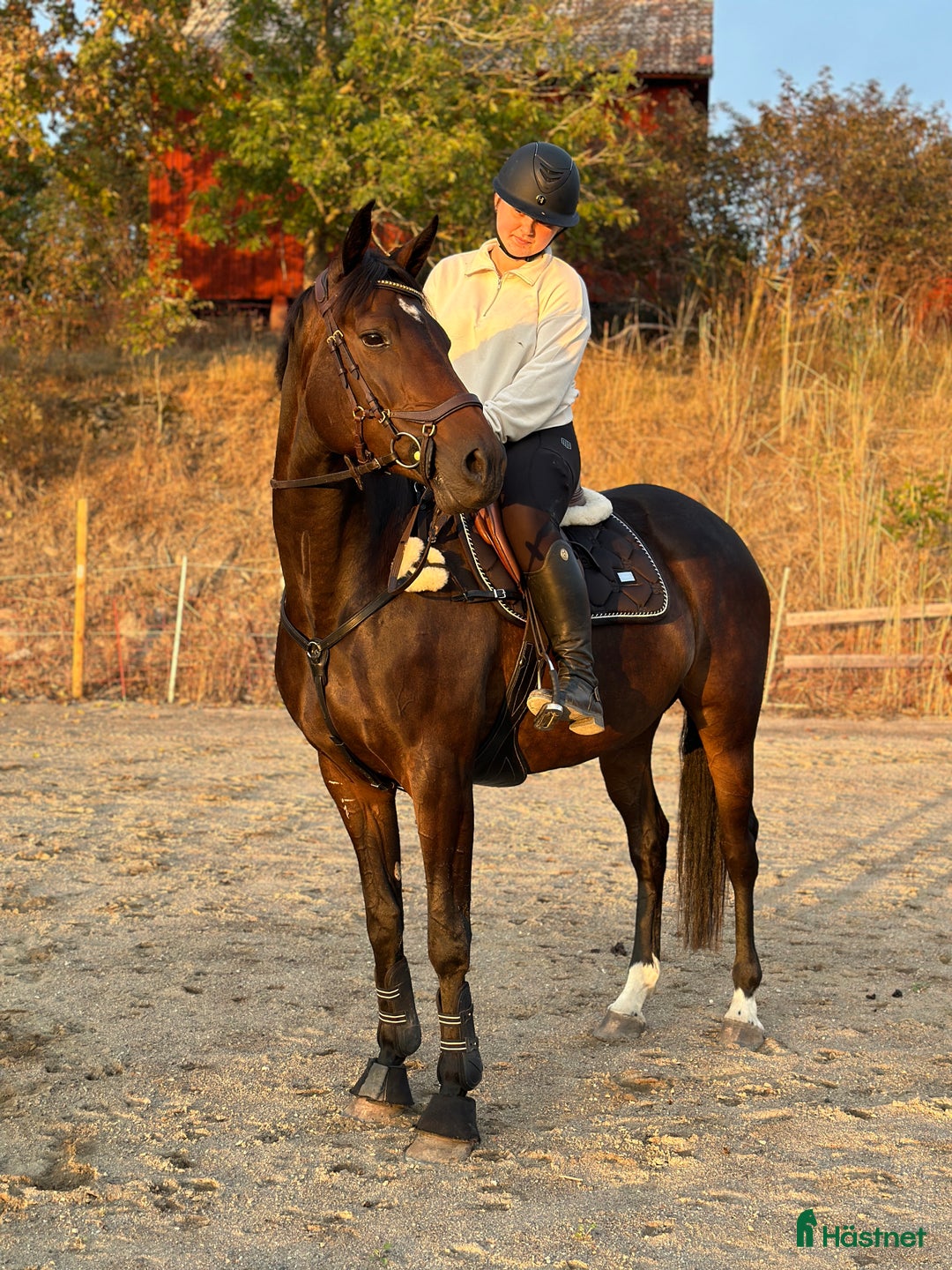 Allround hästar till salu: Vår prinsessa söker sin ryttare - hobbyhäst/avel i Västerås - Annons 8