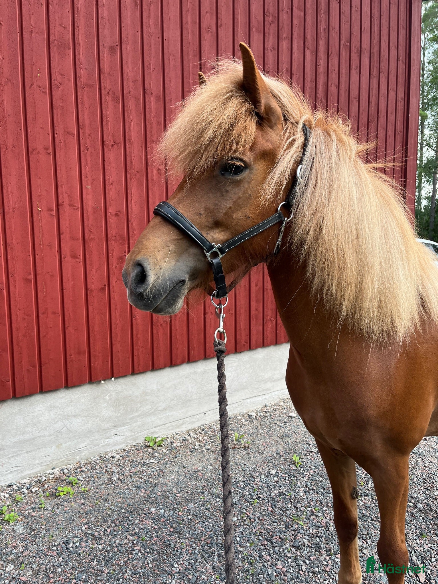  hästar Fluga från Vild - Annons 3