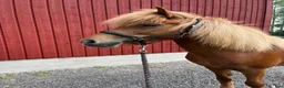 Island hästar till salu: Fluga från Vild i Östhammar - Annons 1