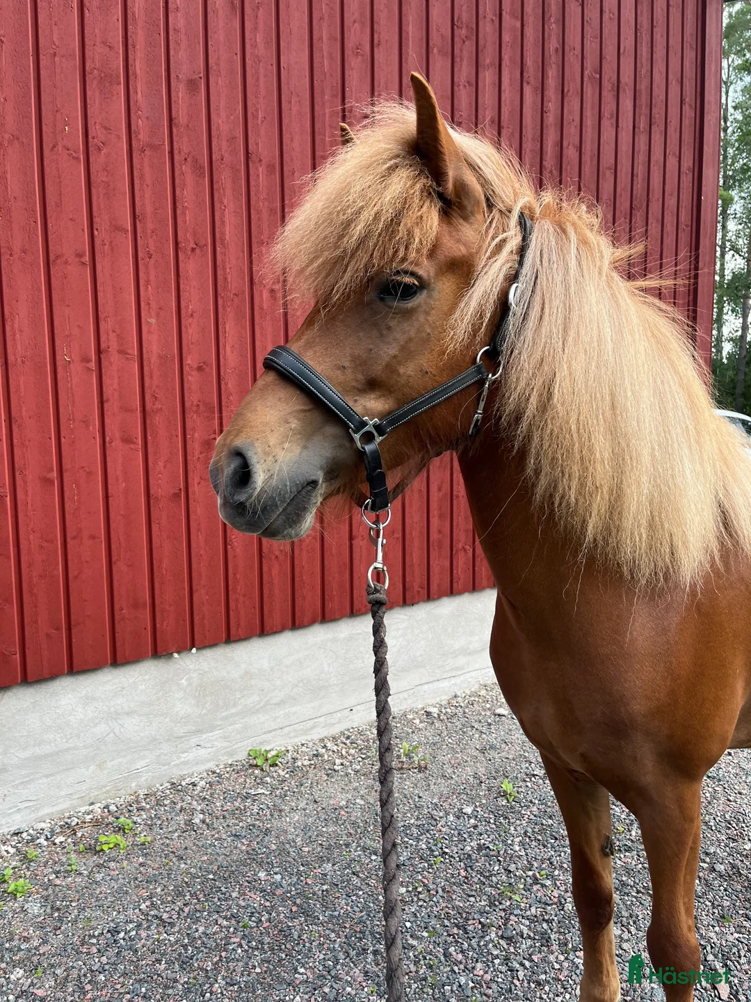 Island hästar till salu: Fluga från Vild i Östhammar - Annons 1