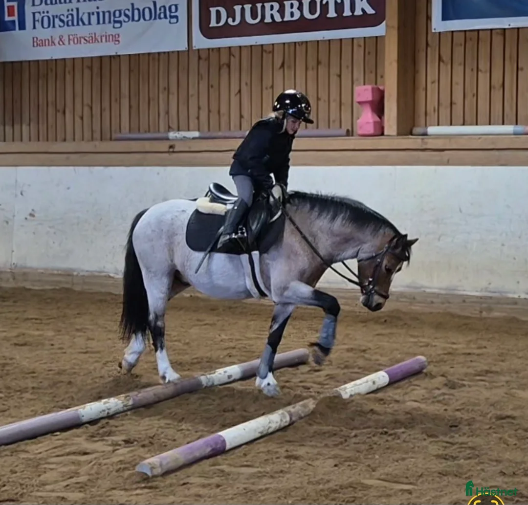 Allround hästar sökes: Trygg ponny sökes i Ludvika - Annons 1