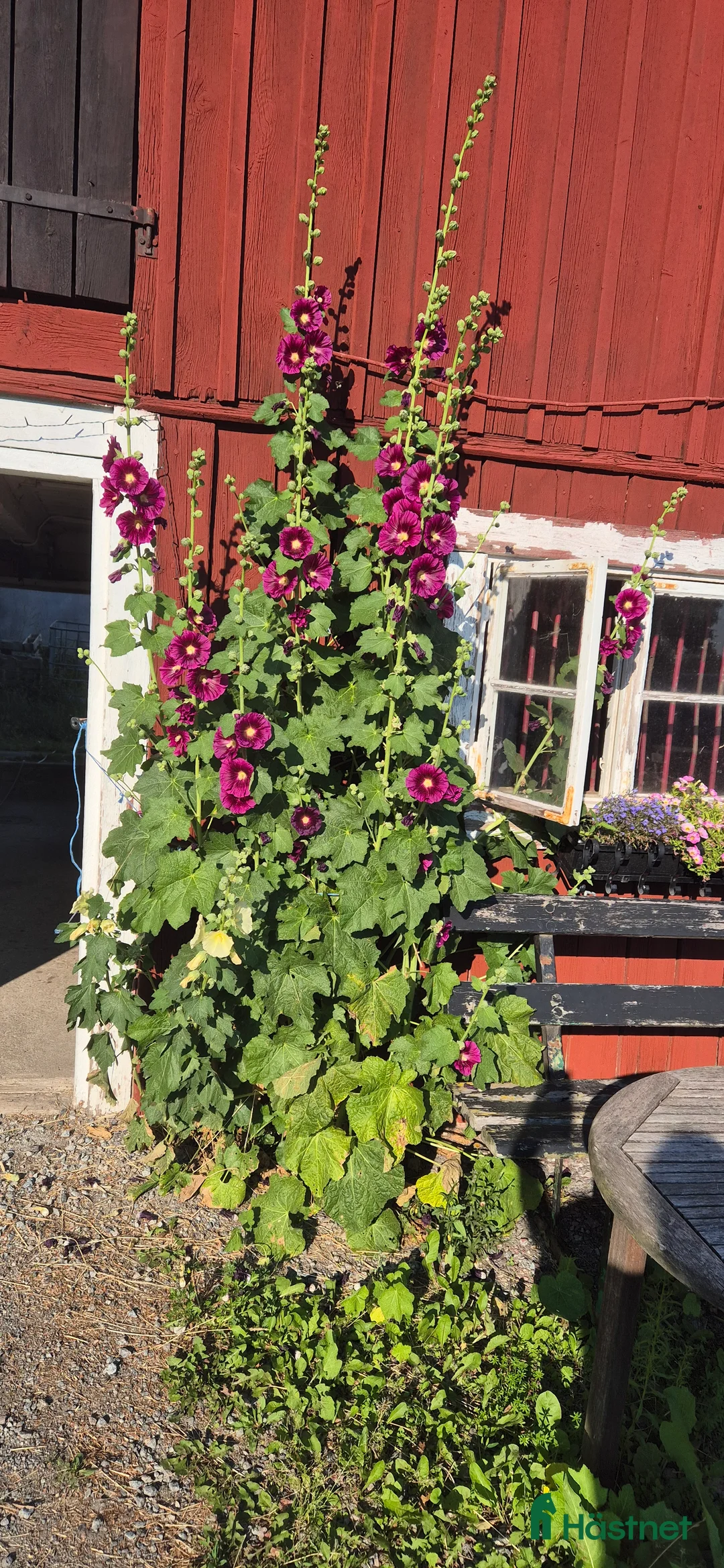  stallplats finnes: Lösdrift på Färingsö  i Färentuna - Annons 1