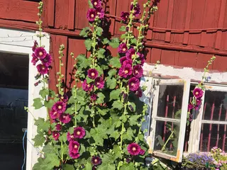 stallplats Lösdrift på Färingsö i Färentuna - Annons 2