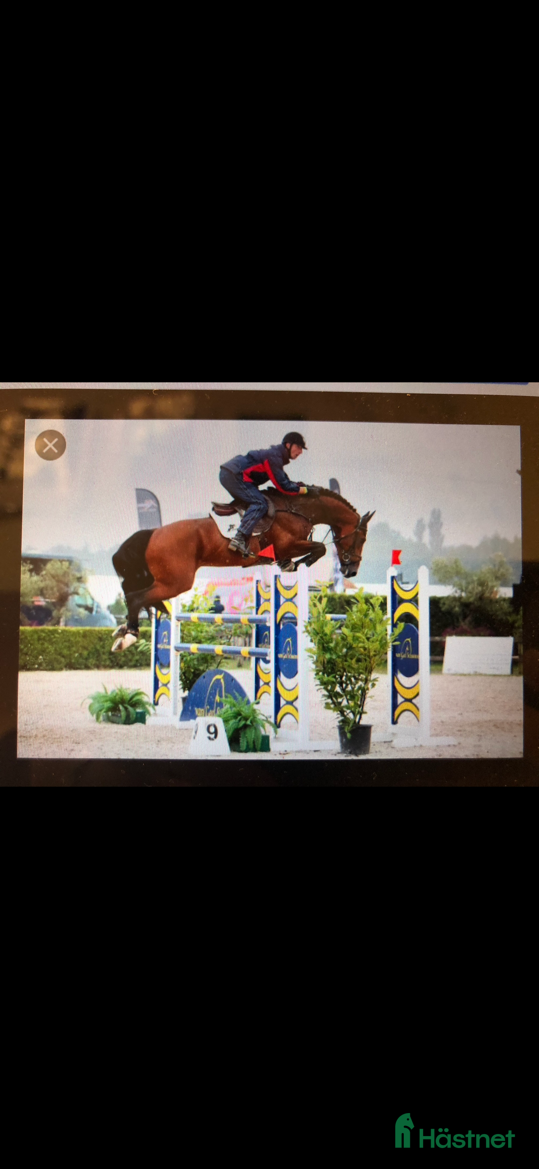 Allround hästar till salu: Ridhäst/avelssto top möderne i Mellerud - Annons 11