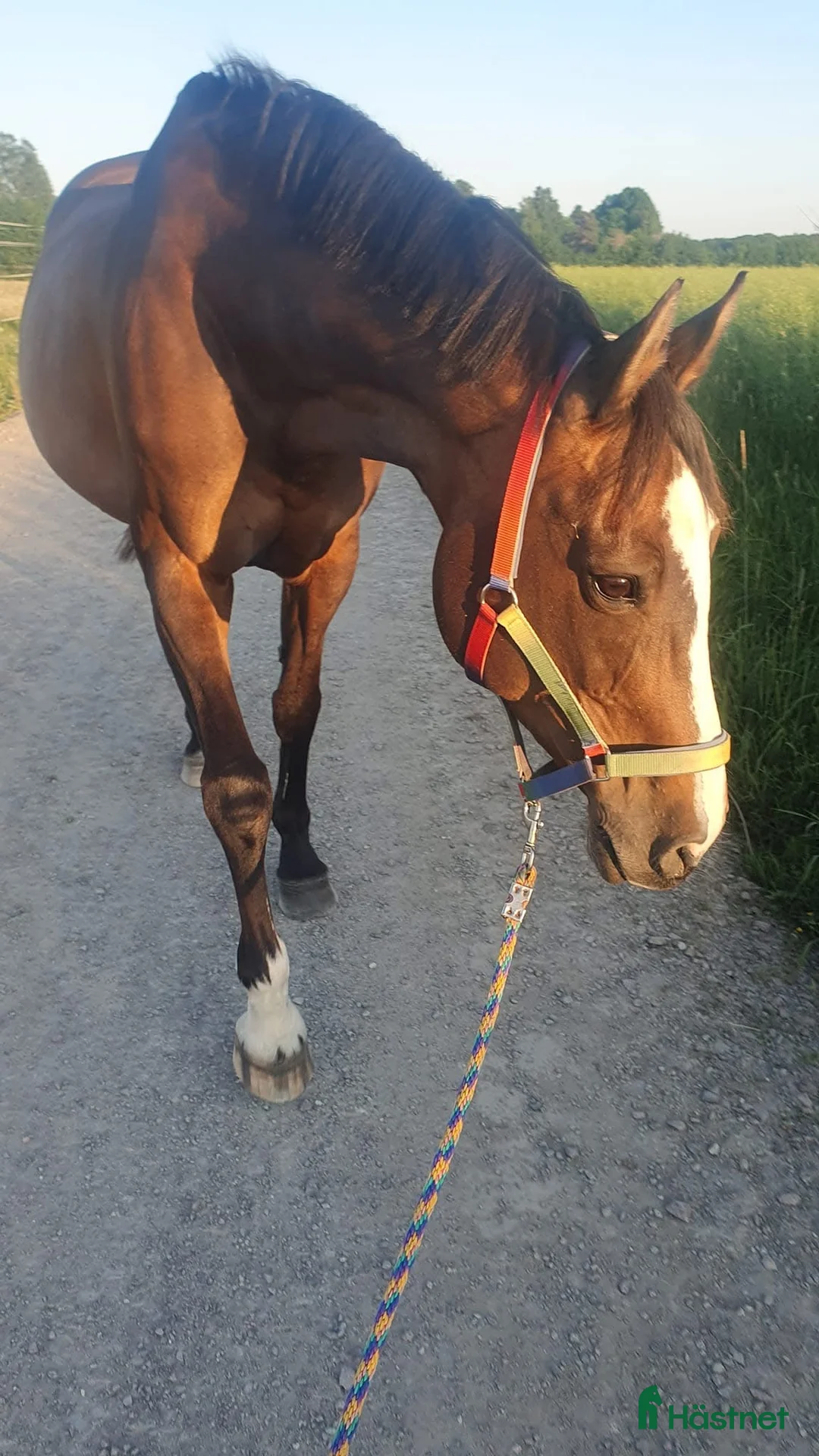 Allround hästar till salu: Otroligt snäll läromästare / alt avelssto - Annons 7