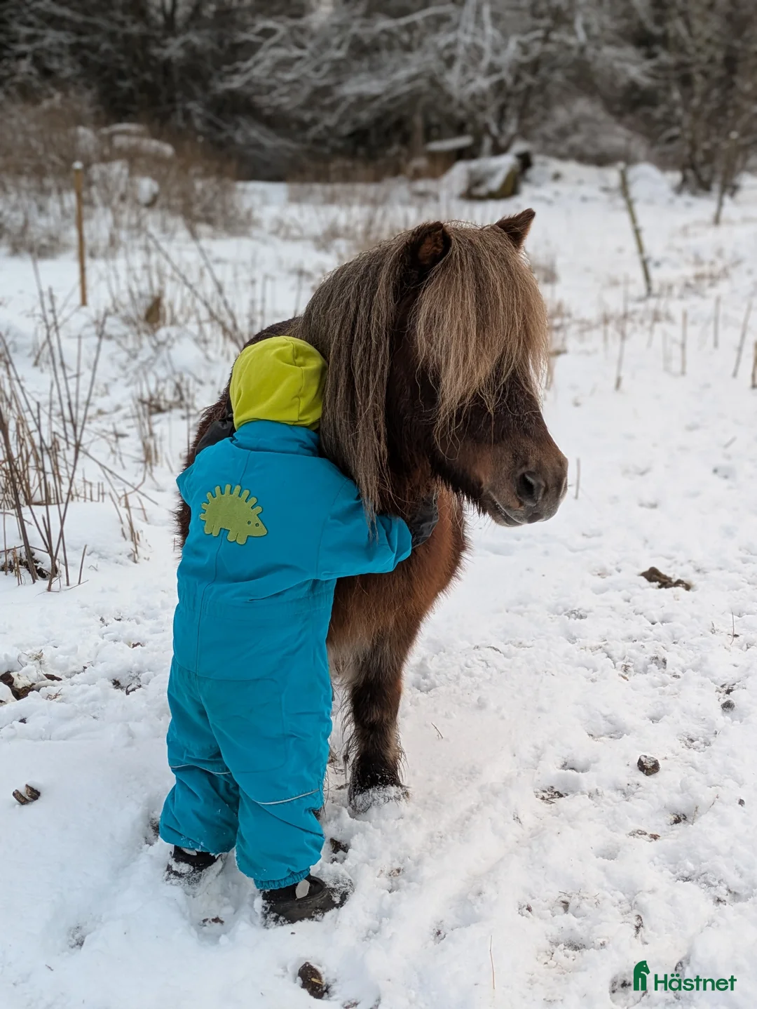 Allround hästar sökes: Ungponny för inkörning att köpa - Annons 2