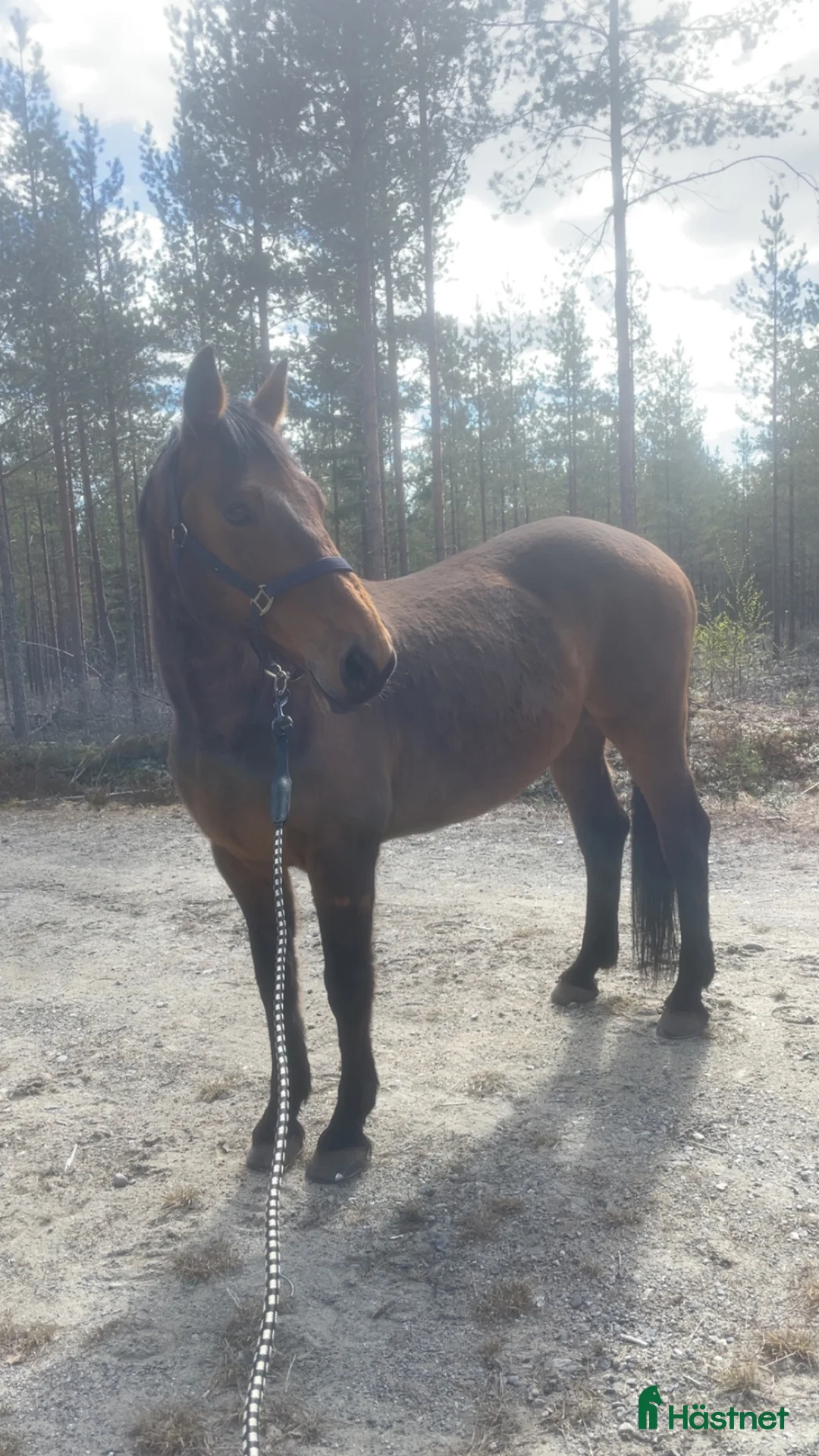 Övrigt hästar till salu: Sällskap - Annons 2
