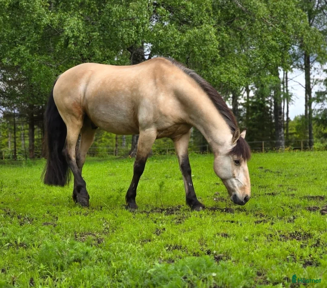 Dressyr hästar till salu: Spansk iberkorsning - Annons 1