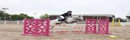 Hoppning hästar till salu: Top 138 showjumping pony Kyle Ace!  i Stockholm - Annons 1
