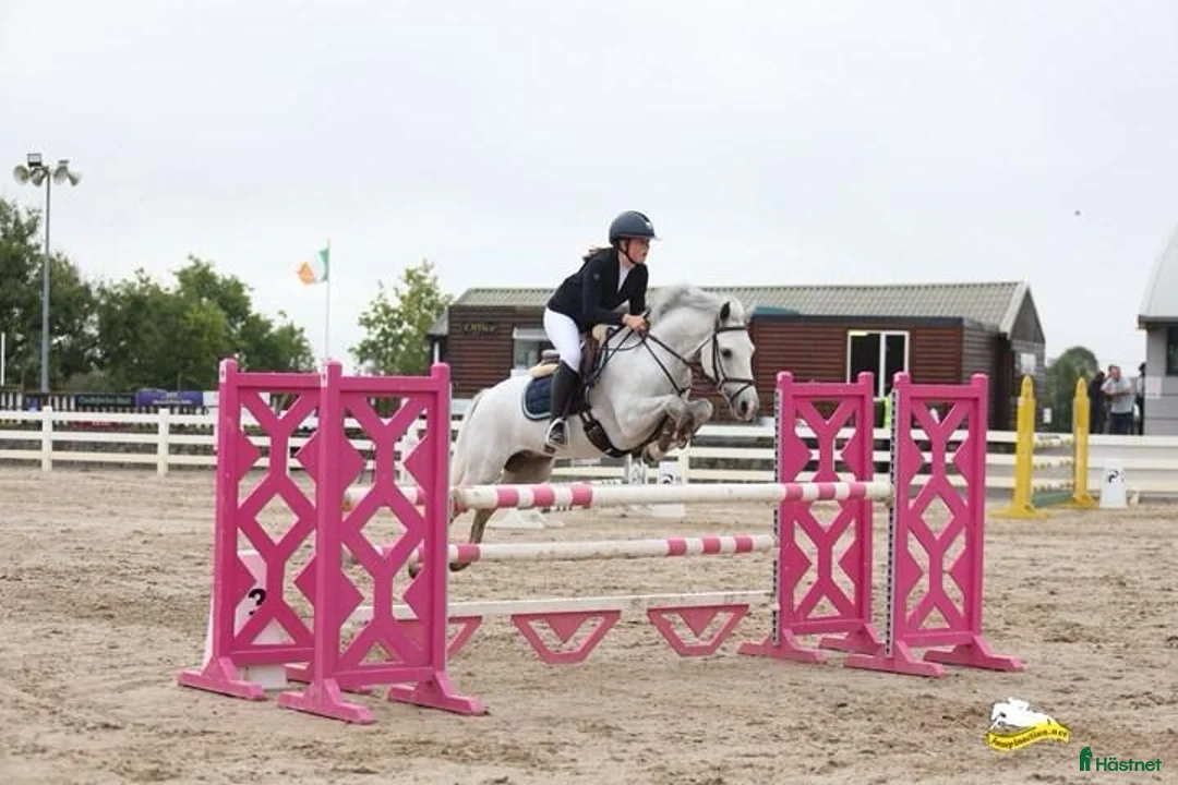 Hoppning hästar till salu: Top 138 showjumping pony Kyle Ace!  i Stockholm - Annons 1